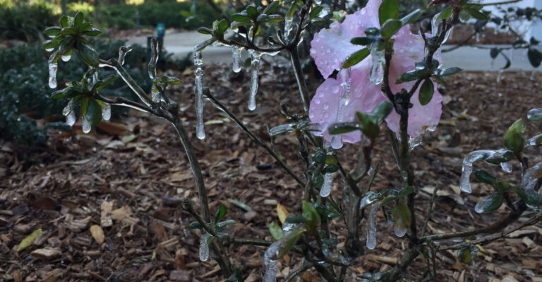 Ice on a shrub