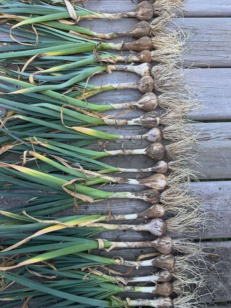 What Results To Expect From Spring-Planted Garlic?