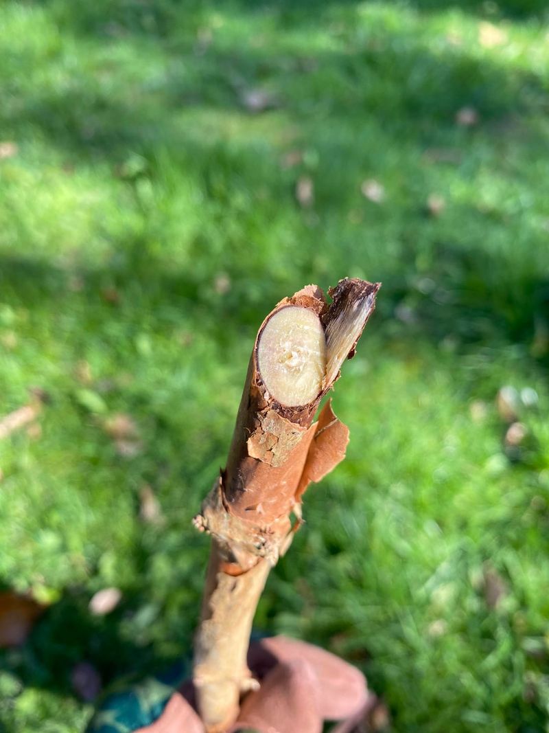 Wake Your Fuchsia Up