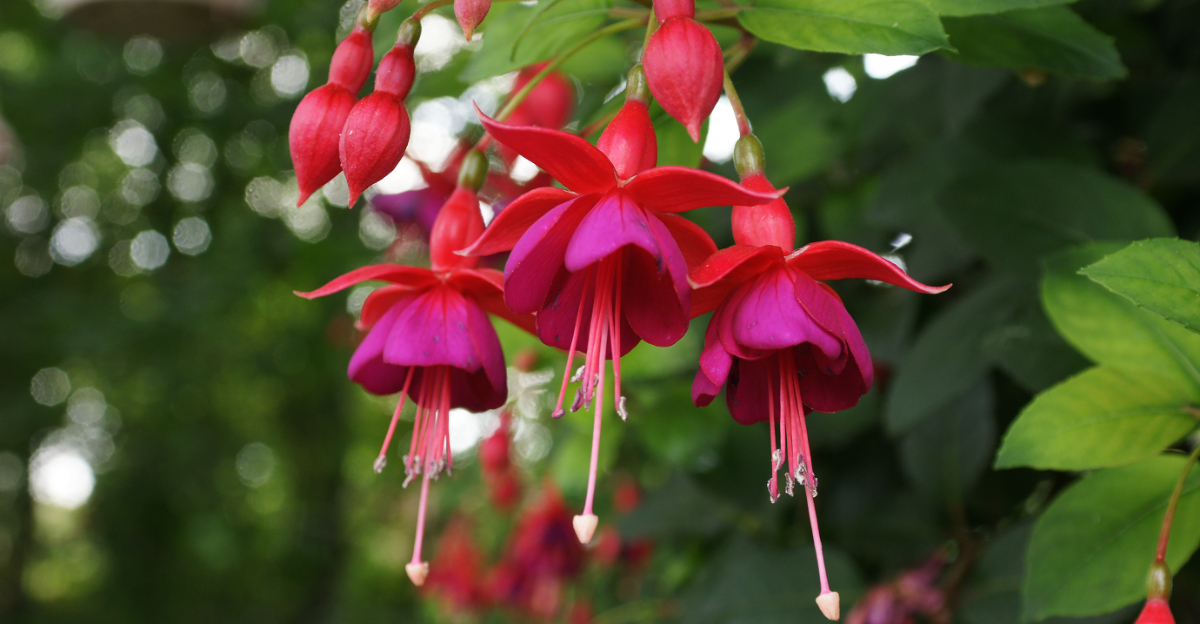 fucshia plant