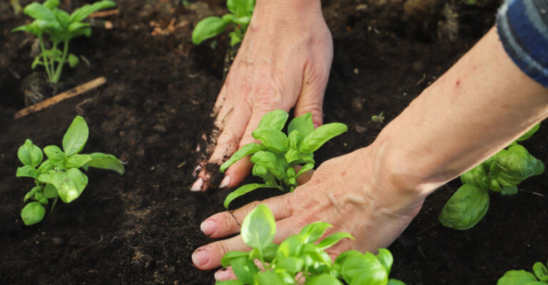 Woman planting basil seedlings in soil,