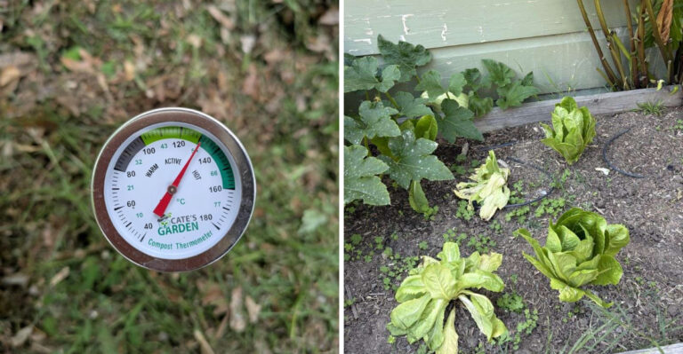 soil thermometer and wilting lettuce