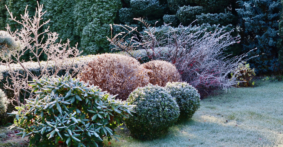 frost in garden
