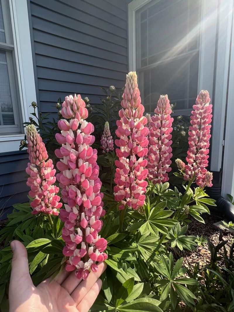 Grow Strong, Happy Lupine