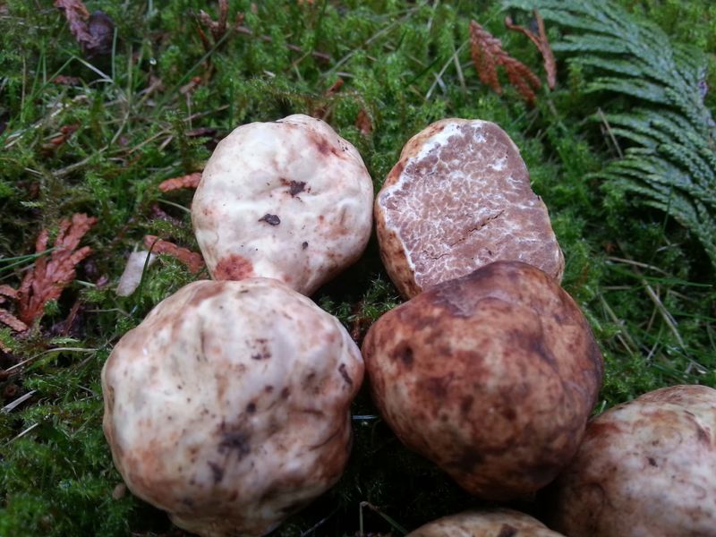 The Forest Clues To Watch