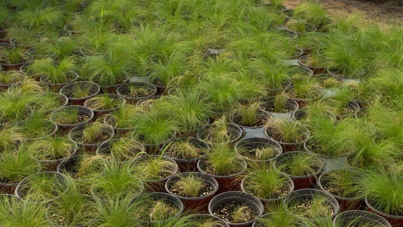 How To Plant And Establish Pennsylvania Sedge Successfully