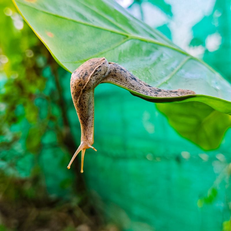 The Damage Slugs Commonly Cause