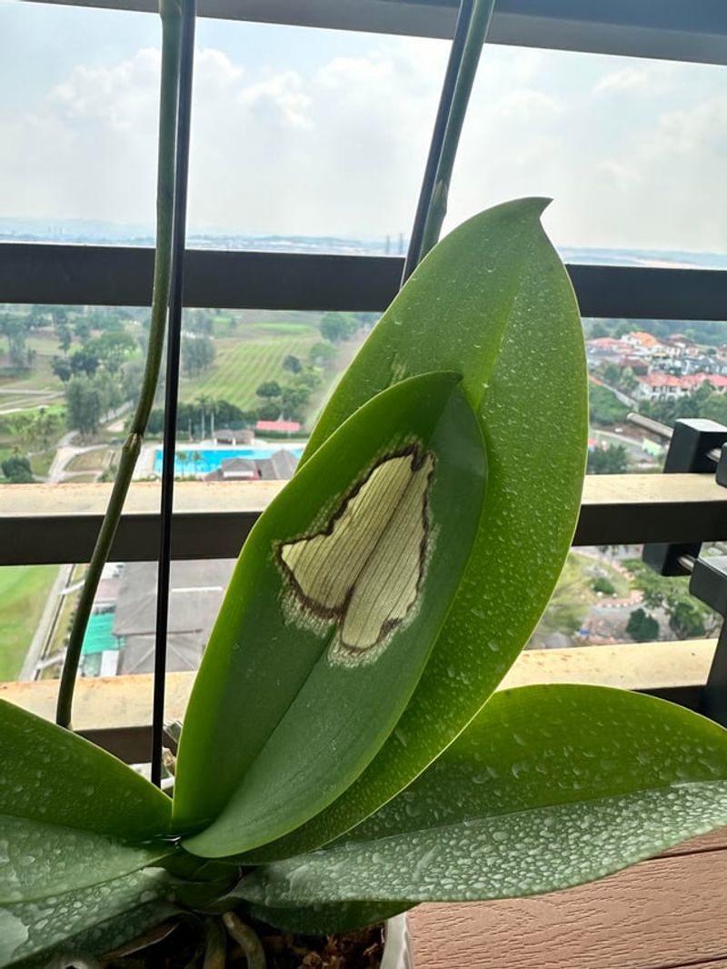 Removing Damaged Growth