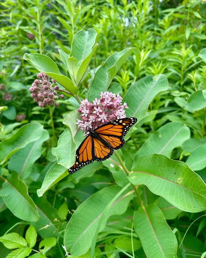 The Secret To Healthy Milkweed