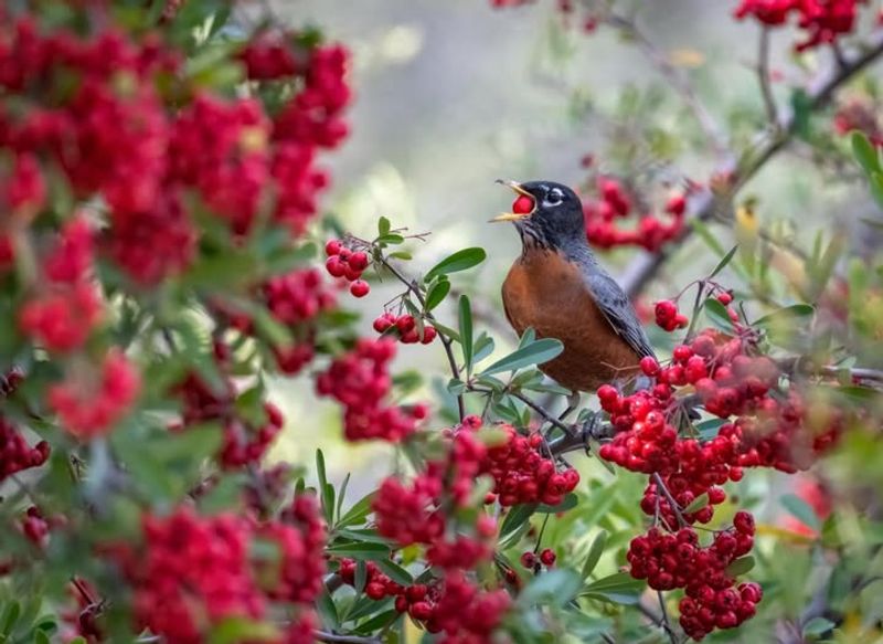 How To Plant And Establish Toyon Successfully