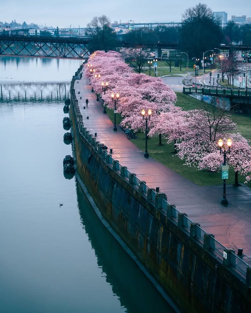 What Weather Can Do To The Bloom Timing