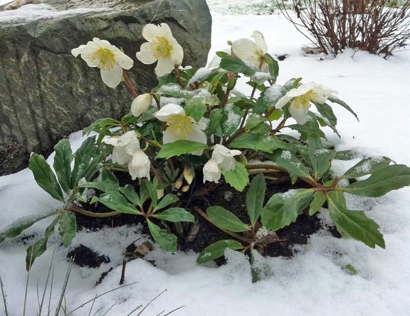 Hellebores Benefit From Crown Protection Under Snow