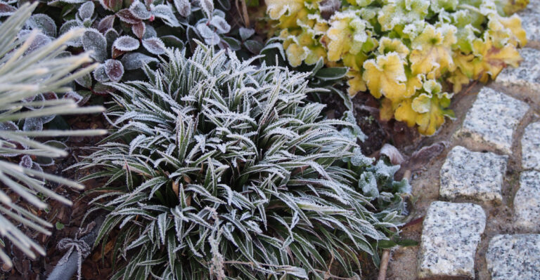 snow on perennials