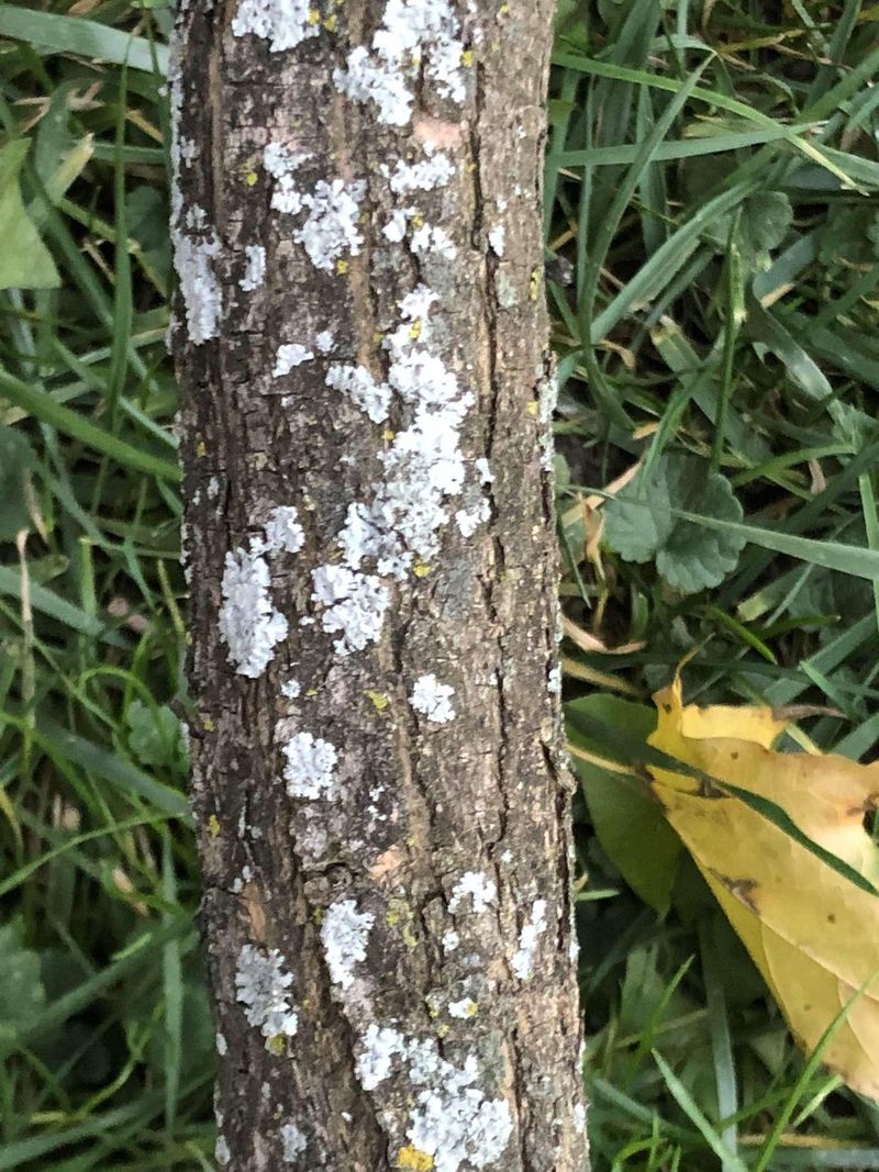 How Cold Injury Leads To Plant Illness