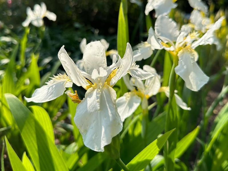 White Iris