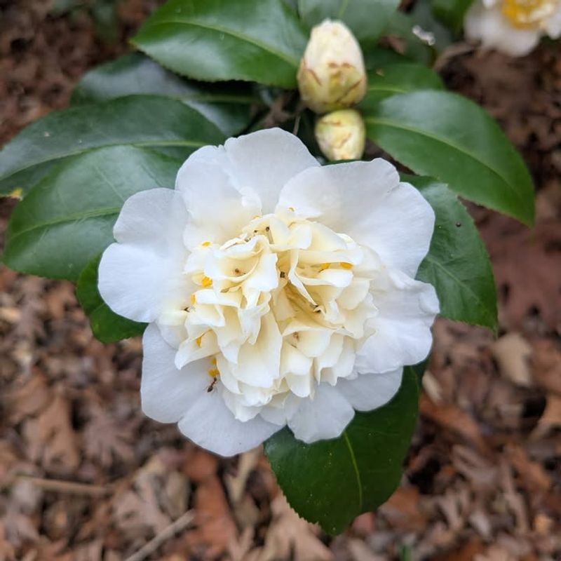 White Camellia Blooms Elegantly In Winter and Early Spring