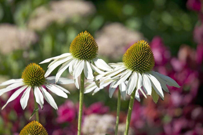 White Coneflower