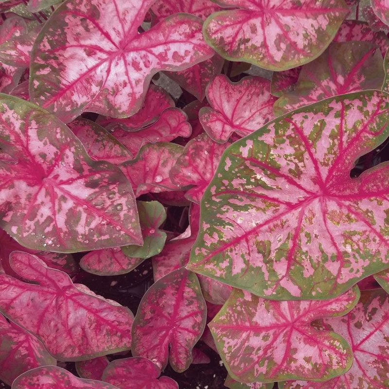 Pink Beauty A Large Soft Pink And Green Variety