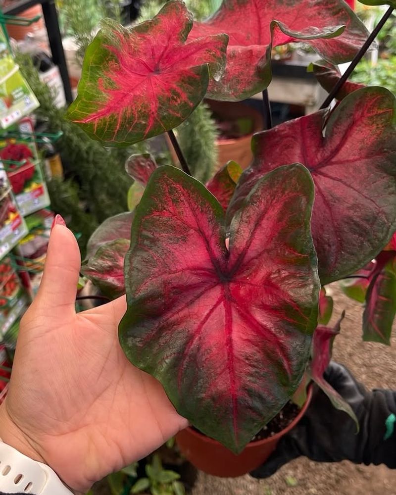 Postman Joyner Combines Red And Green For Dramatic Impact