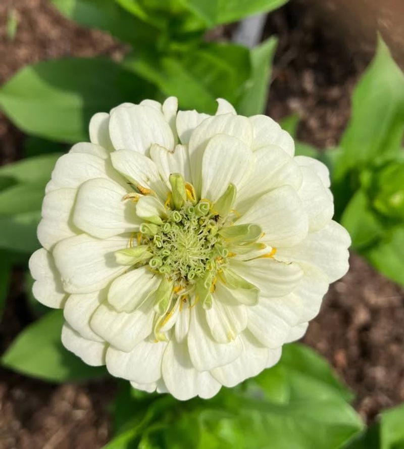 White Zinnia