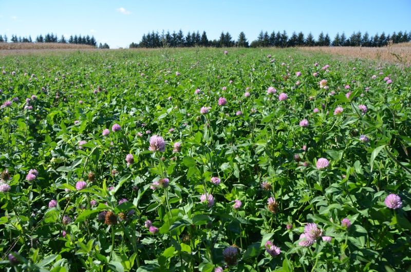 Red Clover Builds Soil Fertility Over Time