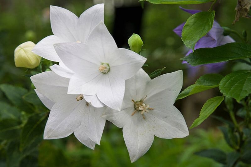 White Balloon Flower