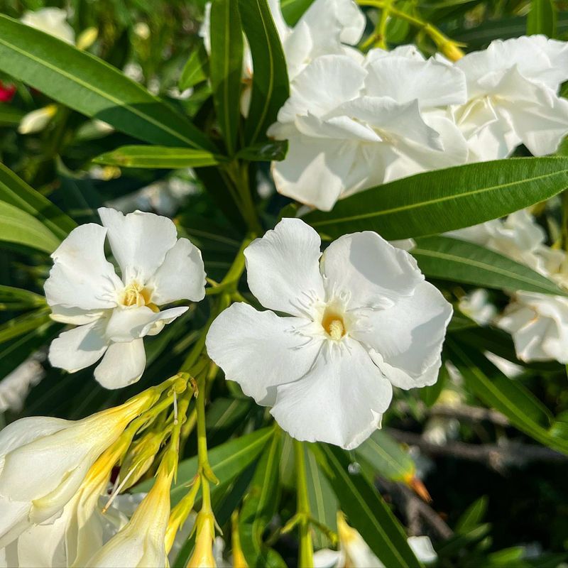 White Oleander Delivers Long Lasting White Flowers In Low Desert Landscapes