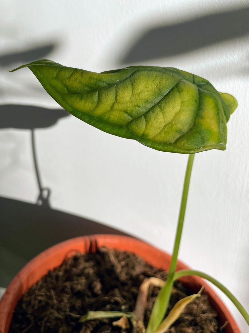 Dormancy Slowdowns In Winter