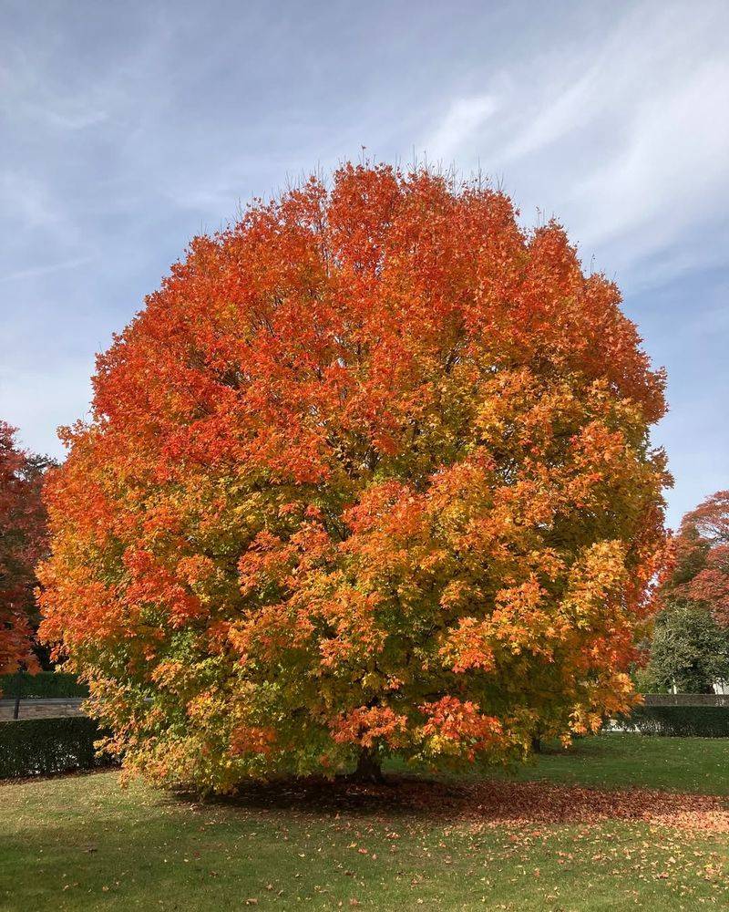 Sugar Maple For Legendary Beauty