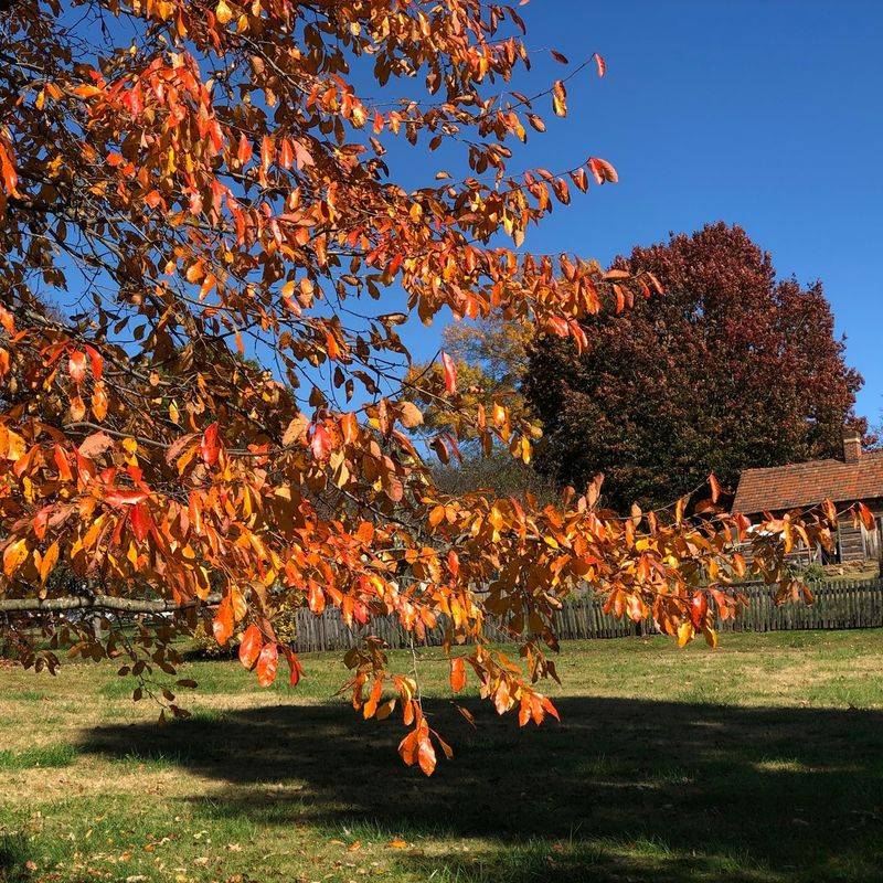 Black Tupelo (Nyssa sylvatica)
