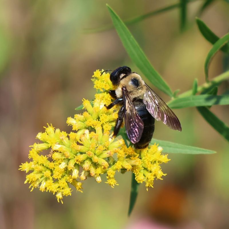 Goldenrod Powers Late Season Pollinators