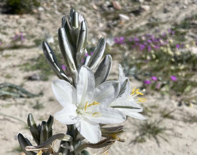 Desert Lily Produces Fragrant White Spring Blooms In Native Desert Soil