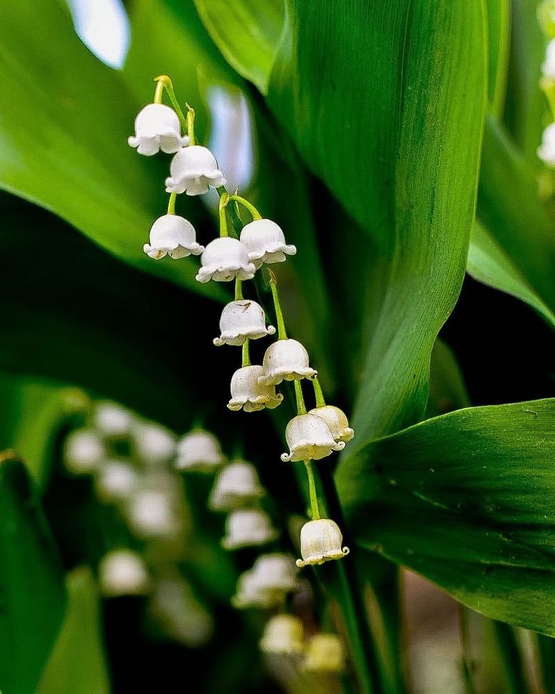 Lily Of The Valley
