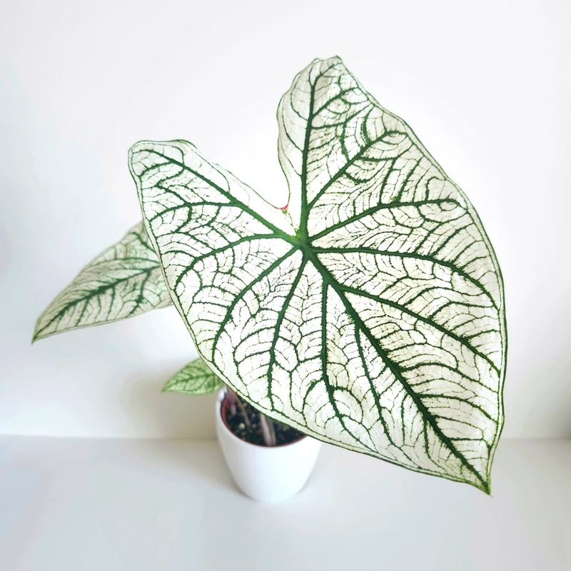Candidum A Classic White Caladium With Prominent Green Veins