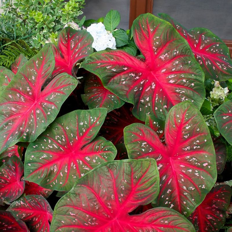 Red Flash Ignites Bold Drama