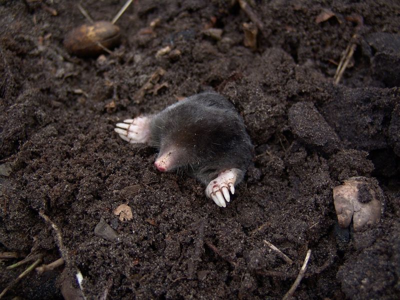 Moles Improve Soil But Disrupt Lawns And Roots