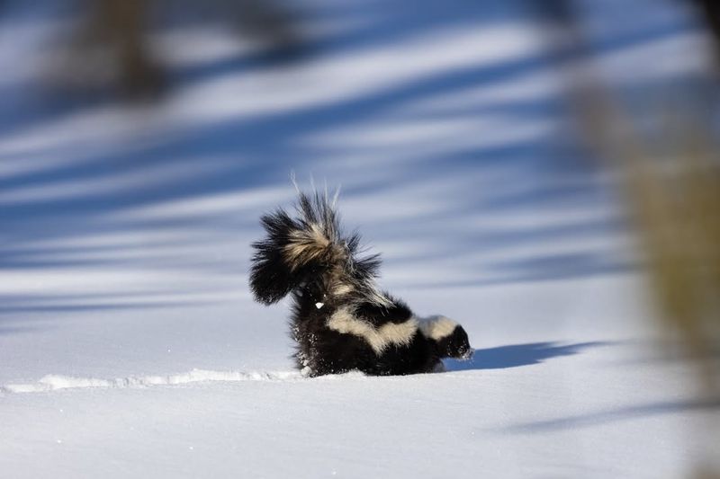 Striped Skunks Emerge During Warmer March Nights Even With Snow Present