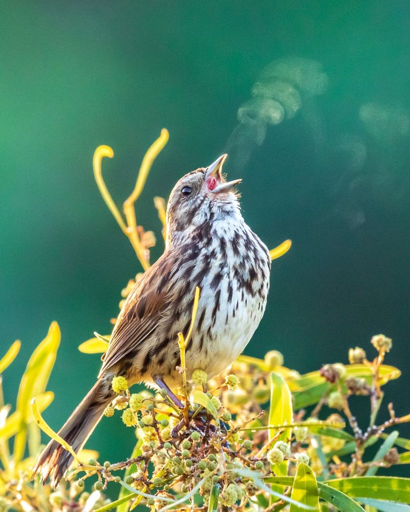 Song Sparrow
