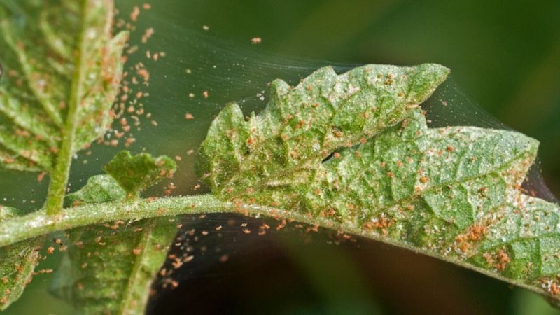 Tiny Spider Mites Feasting On Tender New Leaves