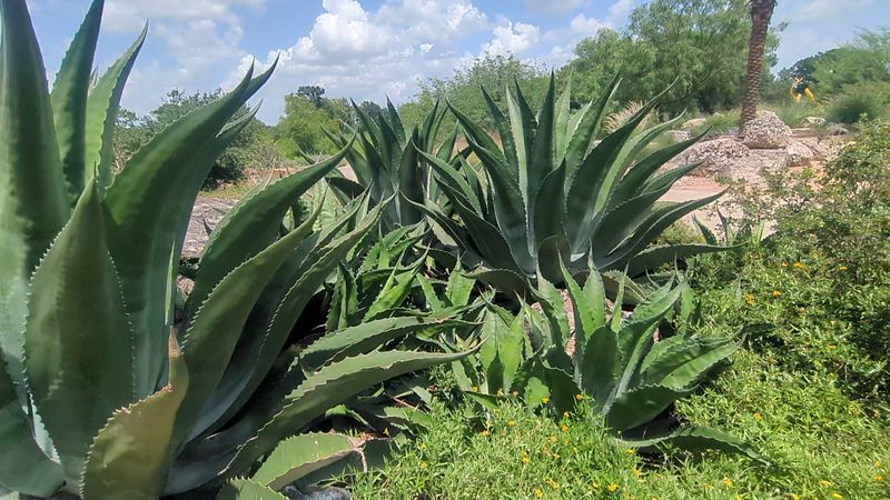 What Makes This Garden Different From Older Ones?