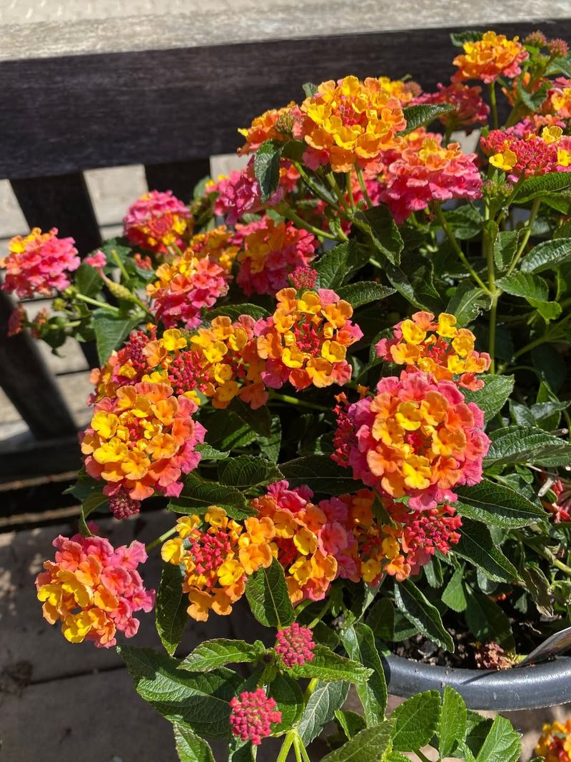 Lantana Thrives In Intense Sun Near Arizona Entryways