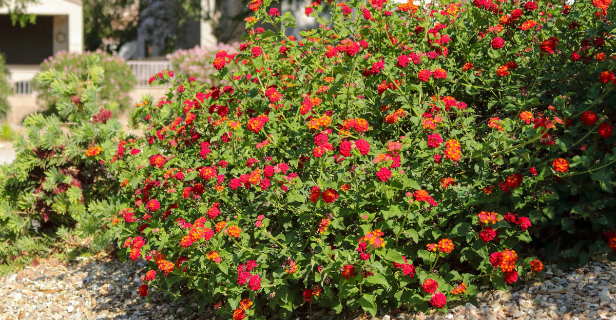 lantana (featured image)