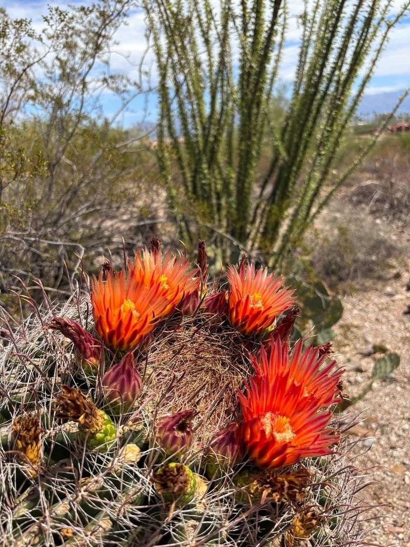 Handles Extreme Arizona Heat Without Extra Water