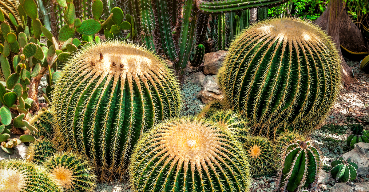 barrel cactus (featured image)