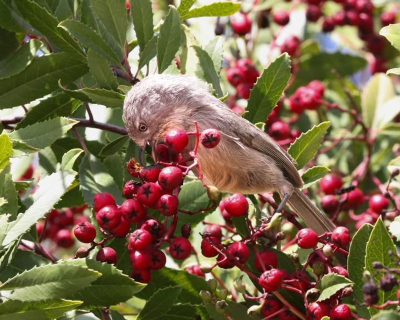 How Toyon Berries Support Native Bird Species