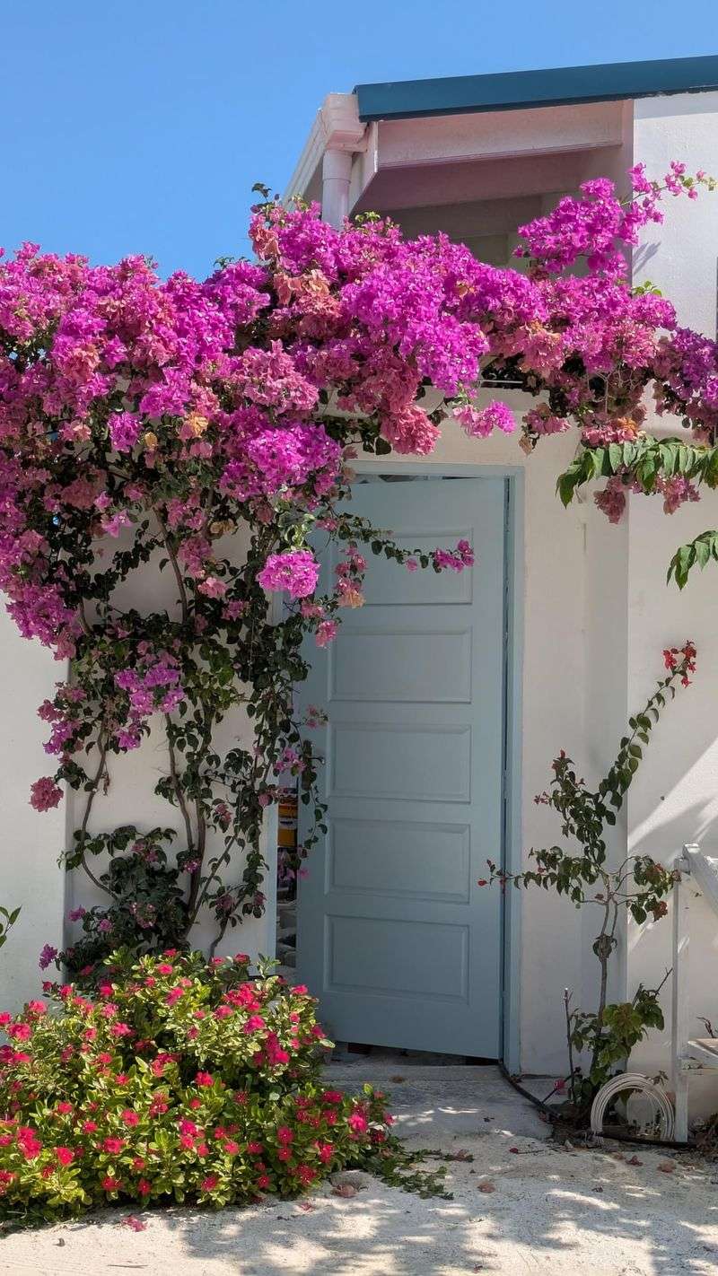 Extreme Heat Tolerance Keeps Color Strong All Summer