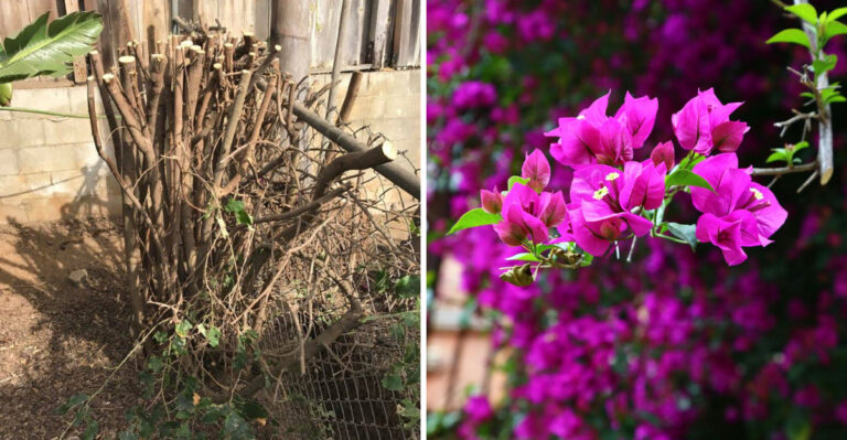bougainvillea