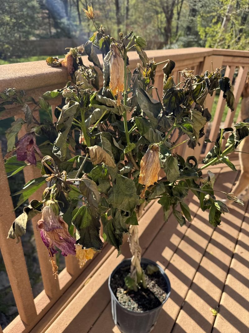 Which Plants Bounce Back And Which Don’t