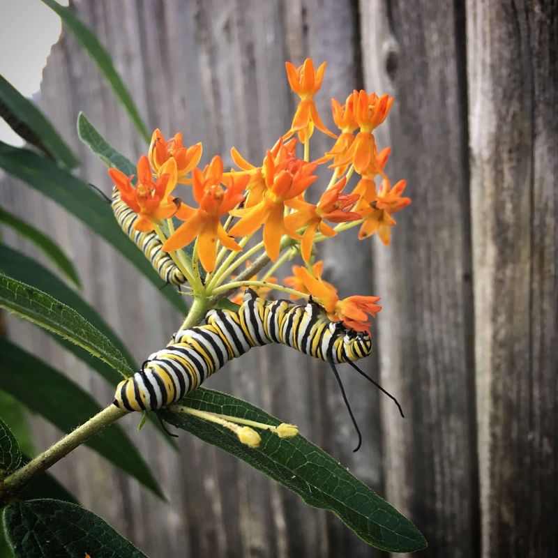Milkweed Supports Monarch Butterfly Life Cycles!