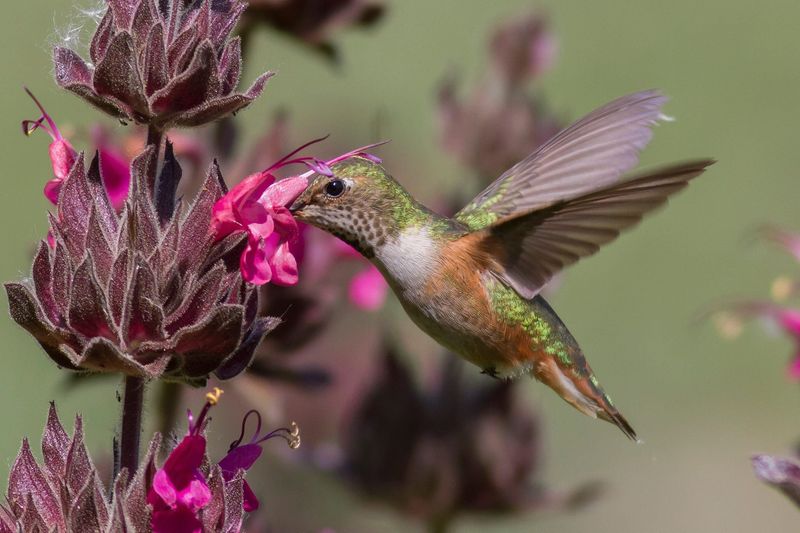 A Native Plant Hummingbirds Truly Depend On